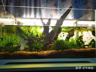 8厘米魚用多大魚缸好呢：養魚的魚缸尺寸與養魚數量的關系