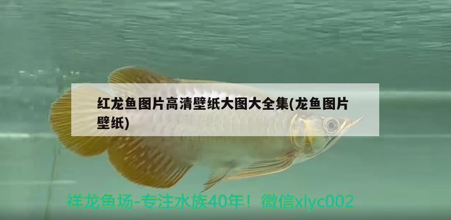 紅龍魚圖片高清壁紙大圖大全集(龍魚圖片壁紙)