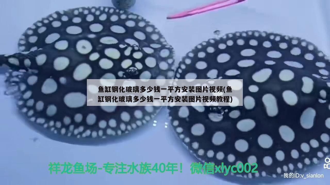 魚缸鋼化玻璃多少錢一平方安裝圖片視頻(魚缸鋼化玻璃多少錢一平方安裝圖片視頻教程) 魚缸鋼化玻璃多少錢一平方安裝圖片視頻(魚缸鋼化玻璃多少錢一平方安裝圖片視頻教程) 觀賞魚百科