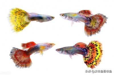 尋訪城市中的自然秘境，離我最近的花鳥魚蟲市場(chǎng)