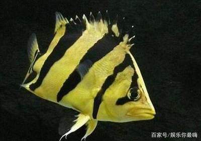 虎魚的生長速度是多少：虎魚生長速度是多少