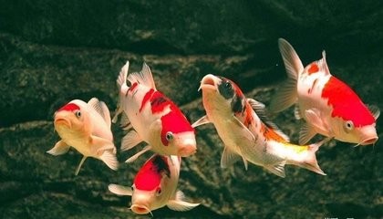 冷水魚排名，最適合家庭養殖的冷水魚品種推薦