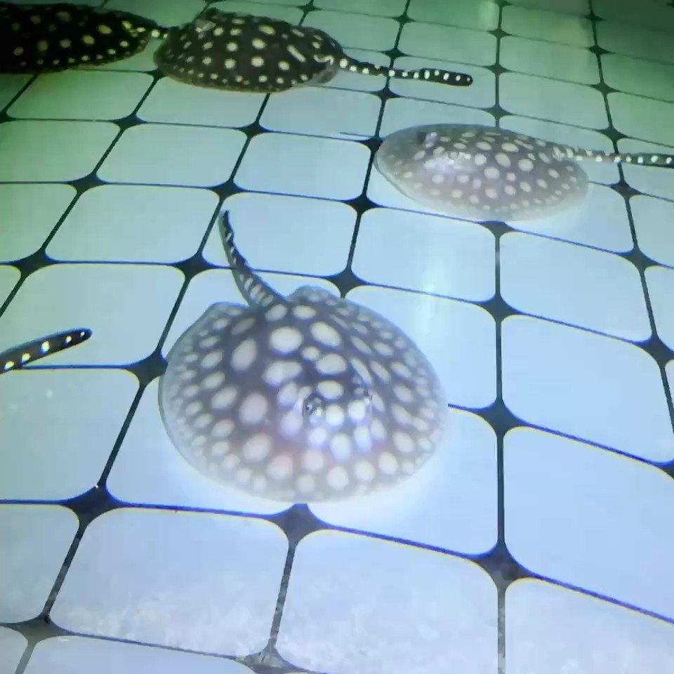 魚(yú)缸過(guò)濾器選購(gòu)指南:自制魚(yú)缸過(guò)濾器魚(yú)缸上置過(guò)濾器對(duì)于養(yǎng)魚(yú)愛(ài)好者的必備知識(shí) 1388純血皇冠 龍魚(yú)論壇 1388純血皇冠 1388純血皇冠 龍魚(yú)論壇