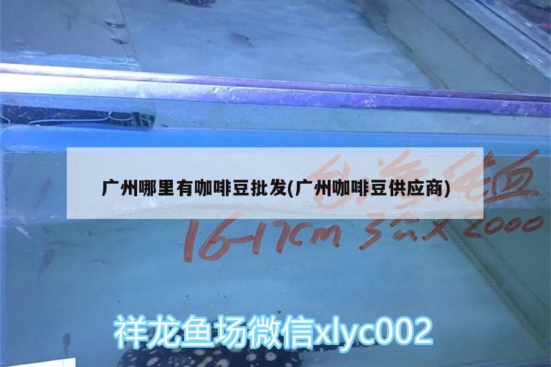 廣州哪里有咖啡豆批發(廣州咖啡豆供應商)