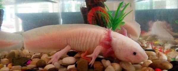 冷水觀賞魚有哪些品種？全面解析適合冷水養(yǎng)殖的觀賞魚 冷水觀賞魚有哪些品種？全面解析適合冷水養(yǎng)殖的觀賞魚 龍魚百科 第3張