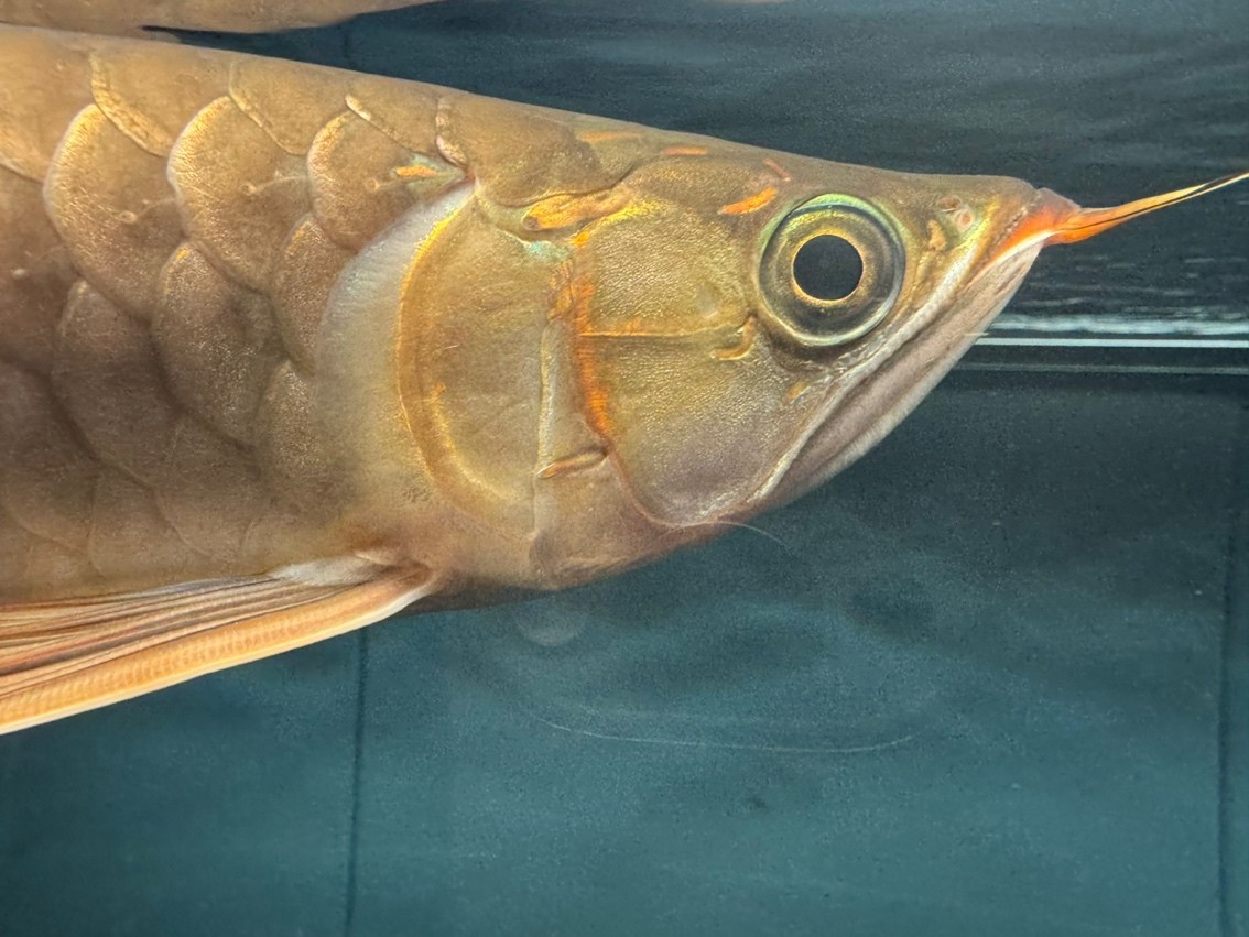 龍魚寄生蟲的治療方法（-定期觀察龍魚寄生蟲感染的重要措施及治療方法）