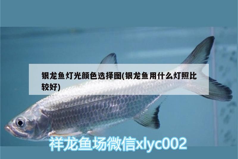 銀龍魚燈光顏色選擇圖(銀龍魚用什么燈照比較好)