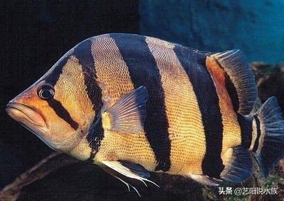 新版泰虎多少錢(qián)一輛：\"新版泰虎多少錢(qián)一輛\"的信息