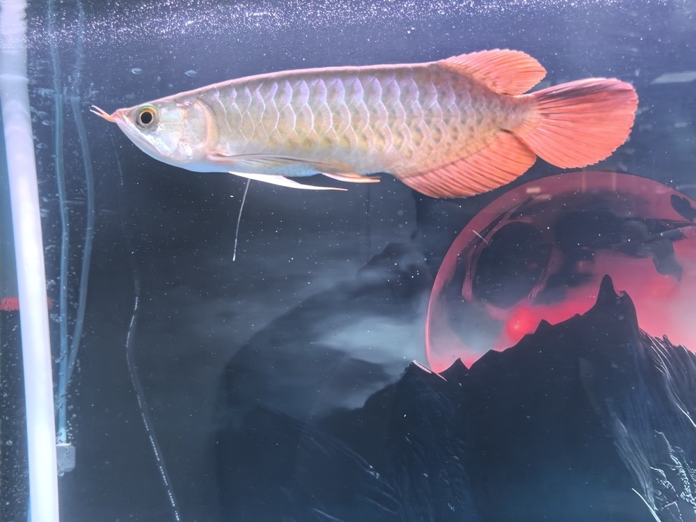 龍魚挑食啊