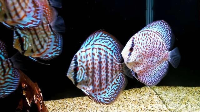 雷龍魚可以食用嗎？全面解析雷龍魚的食用價值與風險