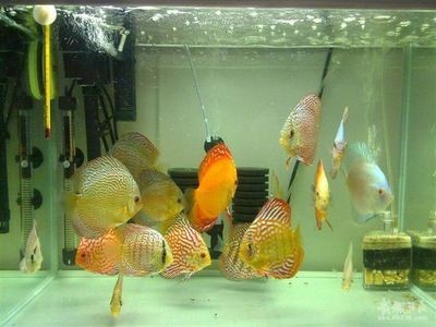 雷龍魚可以兩條一起養嗎？混養指南與注意事項