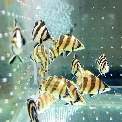 印尼虎魚苗怎么養(yǎng)才能長大：印尼虎魚苗怎么養(yǎng)才能長大印尼虎魚苗怎么養(yǎng)才能長大