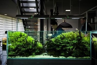 ada水族中文官網(wǎng)ada水族中文官網(wǎng)ada華旗水族：ada水族水草造景公司