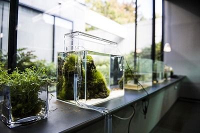 ada水族中文官網(wǎng)ada水族中文官網(wǎng)ada華旗水族：ada水族水草造景公司
