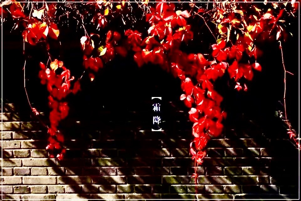 霜葉紅于二月花