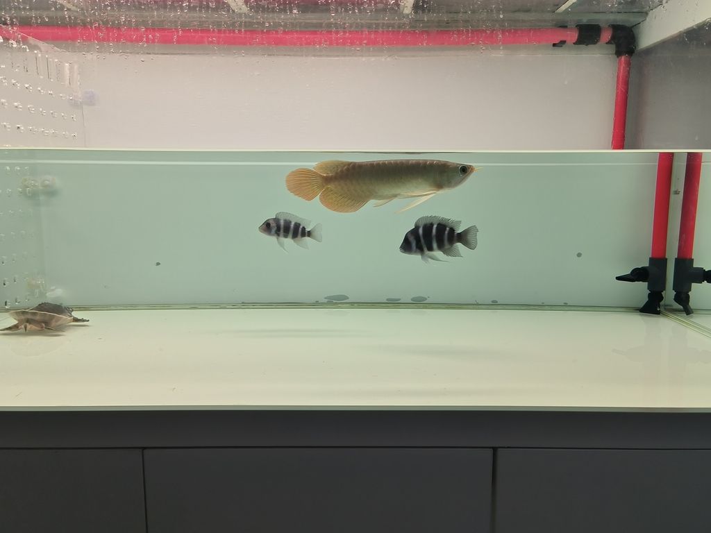 小薩今日入缸 小薩今日入缸 龍魚論壇 第1張