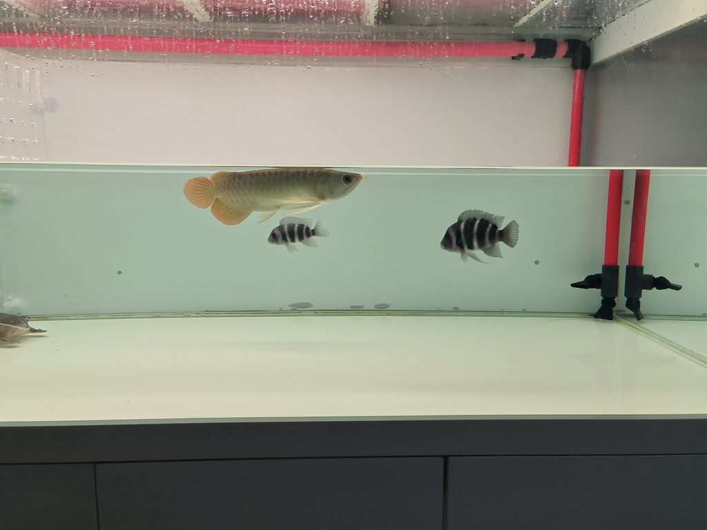 小薩今日入缸 小薩今日入缸 龍魚論壇 第2張