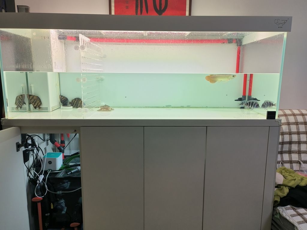 小薩今日入缸 小薩今日入缸 龍魚論壇 第3張