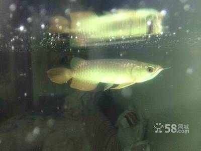 b過和過背的區別：如何辨別過背和b過金龍魚？