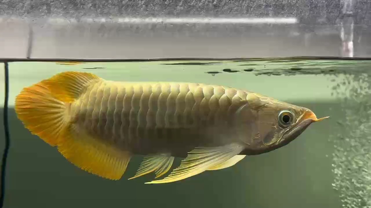 42cm 蝴蝶鰭炮彈頭