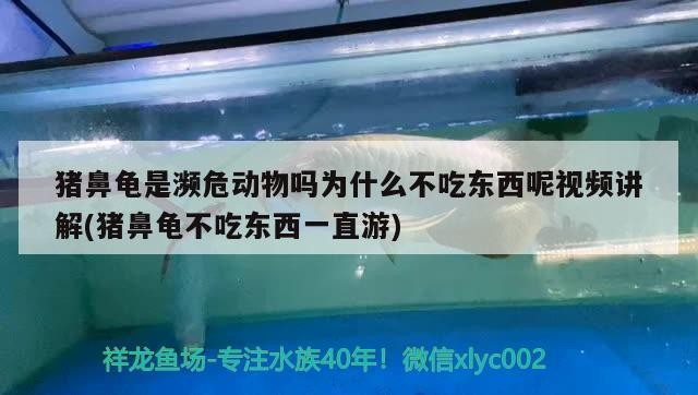 豬鼻龜是瀕危動物嗎為什么不吃東西呢視頻講解(豬鼻龜不吃東西一直游)