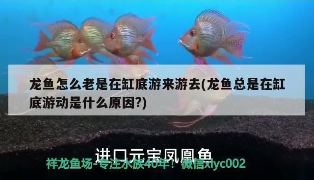 金龍魚總在魚缸底面游怎么治vs祥龍魚場：金龍魚在魚缸底面游的原因和解決辦法和解決辦法 金龍魚總在魚缸底面游怎么治vs祥龍魚場：金龍魚在魚缸底面游的原因和解決辦法和解決辦法 vs祥龍魚場 第1張