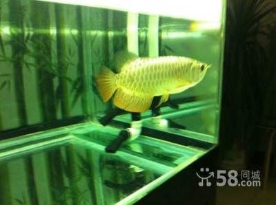 二手紅龍魚轉讓信息：二手紅龍魚轉讓信息詳情