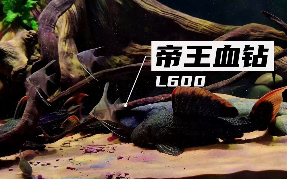 懶人養魚的優缺點，輕松享受水族樂趣
