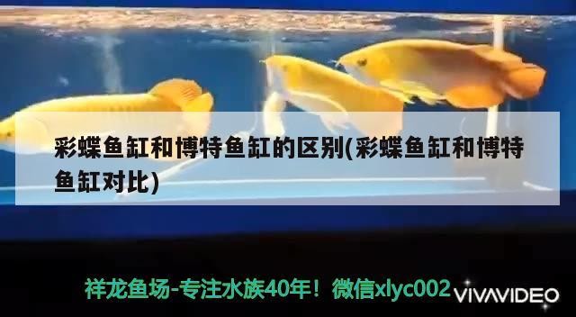 彩蝶魚缸和博特魚缸的區別(彩蝶魚缸和博特魚缸對比)