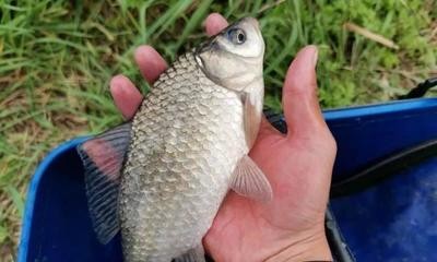 藍(lán)曼龍魚(yú)怎么分辨雌雄，詳細(xì)指南