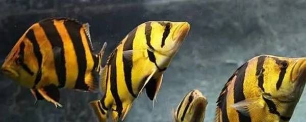 虎魚打架厲害嗎：虎魚打架厲害嗎，