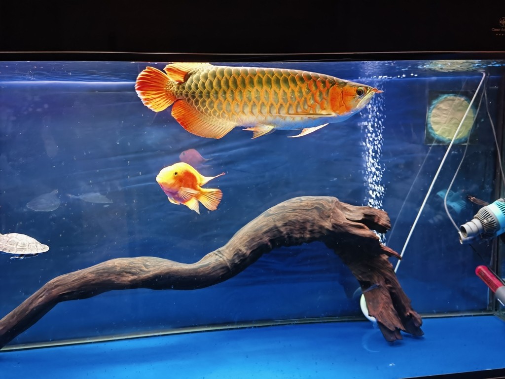穩(wěn)著養(yǎng)，等待換大缸。