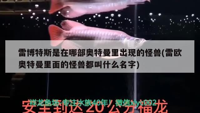 雷博特斯是在哪部奧特曼里出現的怪獸(雷歐奧特曼里面的怪獸都叫什么名字) 雷博特斯是在哪部奧特曼里出現的怪獸(雷歐奧特曼里面的怪獸都叫什么名字) 博特水族