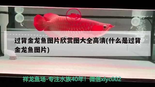 過背金龍魚圖片欣賞圖大全高清(什么是過背金龍魚圖片) 過背金龍魚圖片欣賞圖大全高清(什么是過背金龍魚圖片) 金龍魚百科