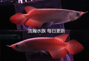 血艷紅龍魚：血艷紅龍魚與其他慈鯛區(qū)別血艷紅龍魚價(jià)格趨勢