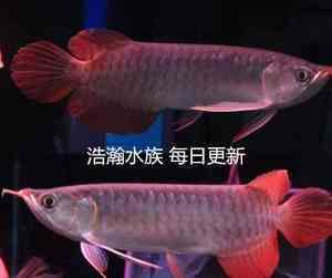 血艷紅龍魚：血艷紅龍魚與其他慈鯛區(qū)別血艷紅龍魚價(jià)格趨勢