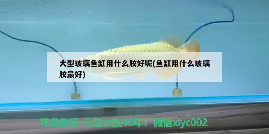 大型玻璃魚缸用什么膠好呢(魚缸用什么玻璃膠最好)