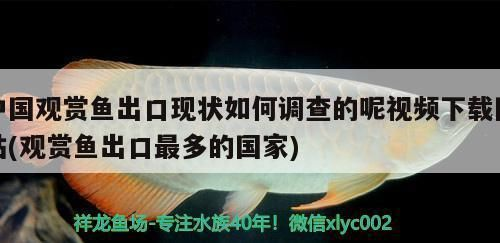 紅龍魚和虎魚混養怎么樣才能活得久：紅龍魚混養的水質管理技巧，紅龍魚虎魚混養的水質管理技巧