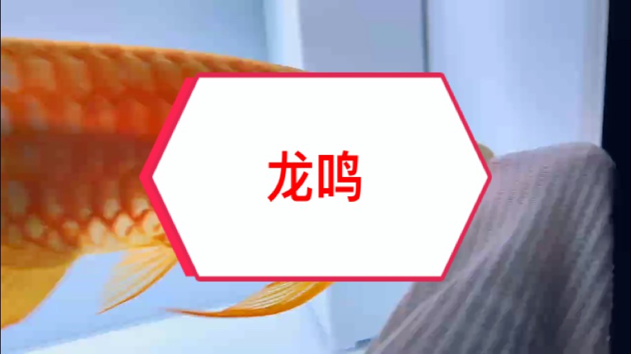 今天把我的戰神從組缸挪到了成品大缸
它心情很美麗，以龍鳴聲在表達它的開心??