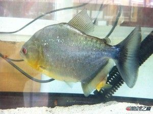虎魚喂什么活食：虎魚可以喂什么活食，虎魚喂什么活食，