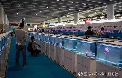 2024年水族展會時間及地點圖片