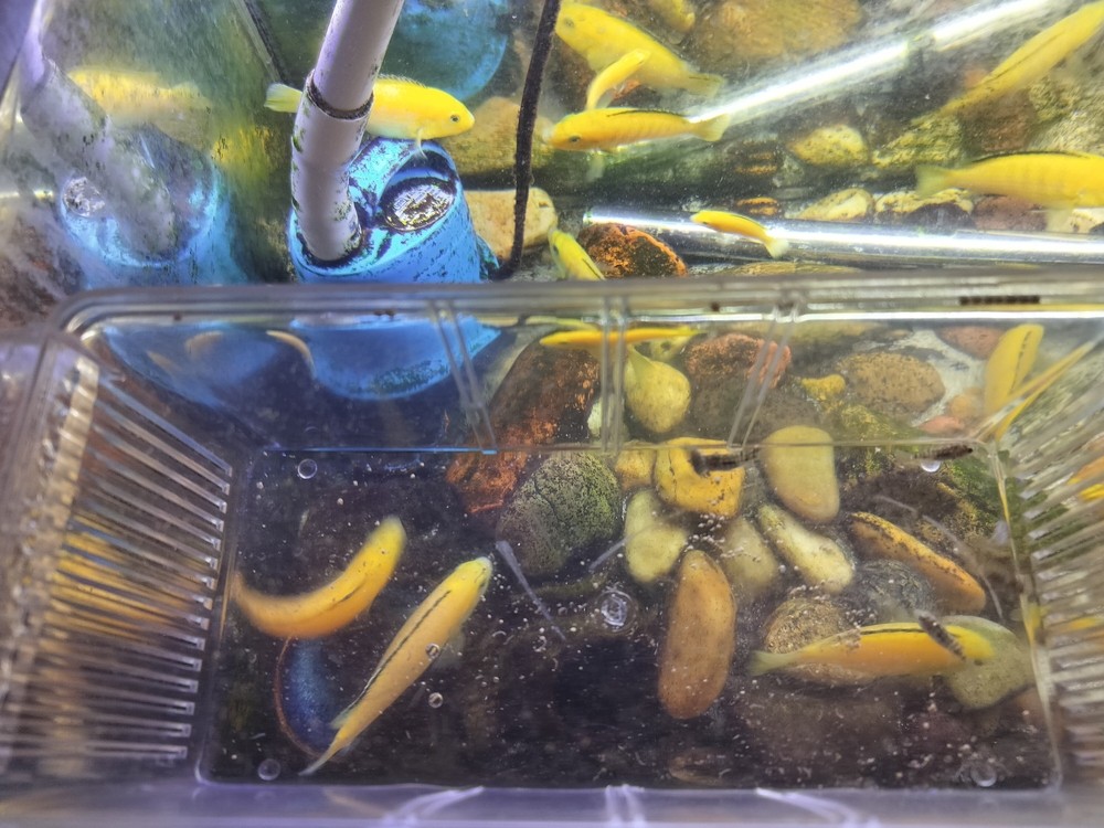 羅漢