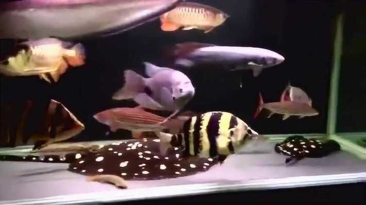 龍魚與蘇虎魚混養成功案例，龍魚與蘇虎魚混養成功案例展示龍魚與虎魚混養成功案例