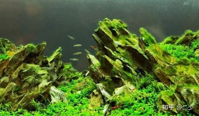 40cm魚(yú)缸水草造景：40cm魚(yú)缸造景技巧40cm魚(yú)缸造景技巧40cm魚(yú)缸造景技巧