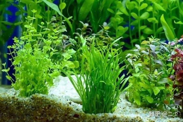 40cm魚(yú)缸水草造景：40cm魚(yú)缸造景技巧40cm魚(yú)缸造景技巧40cm魚(yú)缸造景技巧