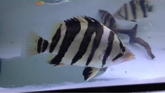 印度虎魚好養嗎怎么養視頻：印度虎魚好養嗎怎么養