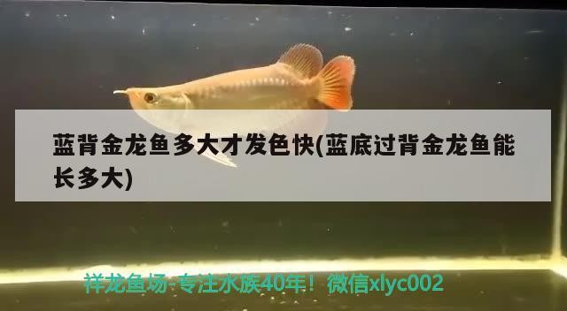 飼料 藍(lán)背金龍魚多大才發(fā)色快(藍(lán)底過背金龍魚能長多大) 金龍魚百科 藍(lán)背金龍魚多大才發(fā)色快(藍(lán)底過背金龍魚能長多大) 藍(lán)背金龍魚多大才發(fā)色快(藍(lán)底過背金龍魚能長多大) 金龍魚百科