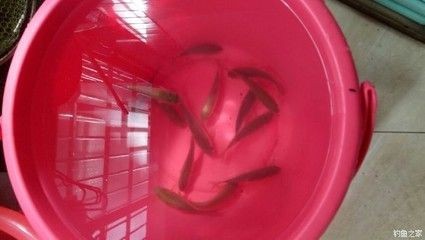 森森小鯉過濾器不出水怎么辦