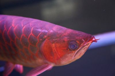 紅龍魚在哪里買便宜：紅龍魚網購平臺對比，紅龍魚飼養條件詳解，紅龍魚自行養殖技巧