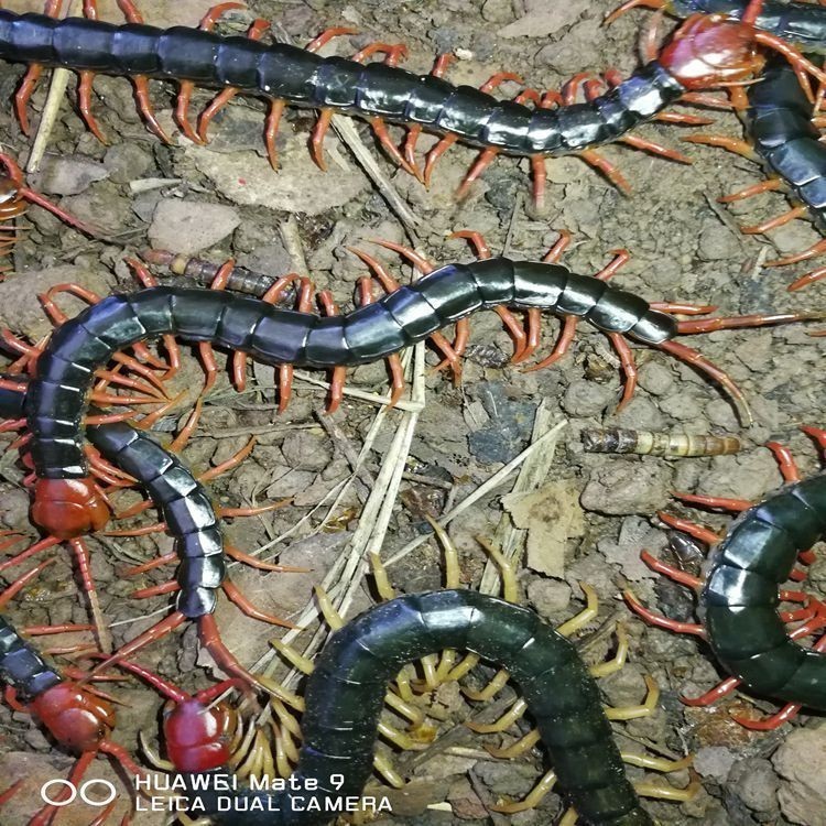 龍魚吃蜈蚣多久會發色 龍魚吃蜈蚣多久會發色 龍魚百科 第4張